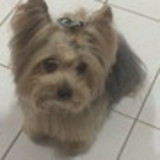 Fernanda Negris Janostiac