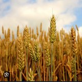 Soane Sales de Andrade