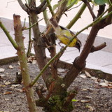 Maria DoloresTeixeira