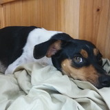 Vivian Alexandra Krauss