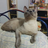 Igaci Borges Villas Bôas