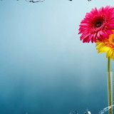 VANESSA REGINA RESENDE