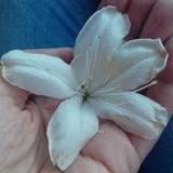 Rafaela de Oliveira Santiago Guimarães