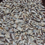 Conchas & Artesanatos.