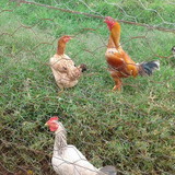 marcia aparecida bota