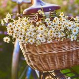 Andressa Dill Protti