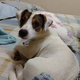 Laura Alice Ferreira Salomao