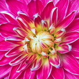 ALINE SANTANA VASATA DE MORAIS