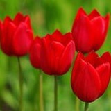 Pamela Júlia P Aquino