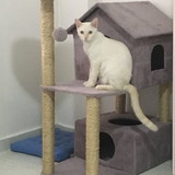 Mfper arranhadores para gato