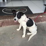 VERA LUCIA PRIESNITZ SEGRETTI