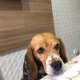 Marcela Ferreira dos Santos