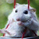 Andressa Eulálio Lages