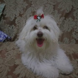 ALEXIS URBANO MELO COELHO