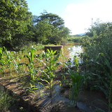 Genival Barros Júnior