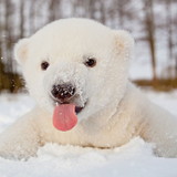 FELIPE CONTE PEREIRA DA SILVA