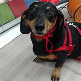 Lucilena Terezinha Sassi