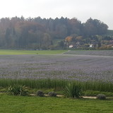 Tatiane Moraes dos Santos