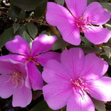 ANDREIA RENATA ALVES DE LIMA