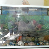 edmilson de oliveira