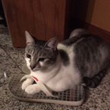 maria beatriz gehre galvão