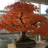 renato soares armelin