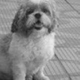 Rita de Cassia Guedes