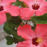 cris delamar ribeiro