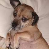 Thais Pereira Leite Dantas