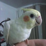 Rafael Henrique Cavalieri