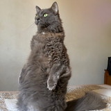 Tania Sateles de F. Pinheiro