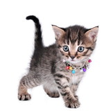 Marcia Marafiga Oliveira de Sousa