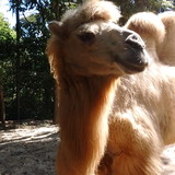 Elenilton Fernandes Ribeiro