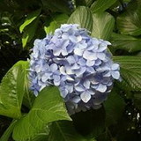 Luzia Felipe da Silva