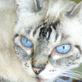 Mônica Verena Gamillscheg Felippe