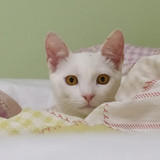 Angela Zanin Della Bianca