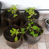 Lissâni Guedes Martins