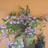 Luiz Paulo Souza Athanasio