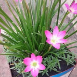 Maria de Fátima silva