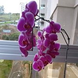 Hercília Augusta de Melo Vasconcelos