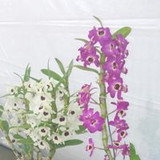 ELIS REGINA DE OLIVEIRA