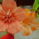 Elisabete Soares Pivato