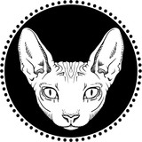 excluido_Gato Pelado - Sketchbook