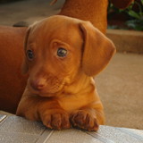 TATIANA ROSENDO DA SILVA