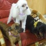 lissandra cavalheiro