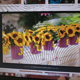 vania da silva bertoldo