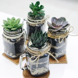 Jardim Secreto Terrário