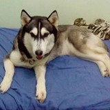 Rafael de vila Nova Gonçalves