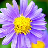 Alessandra Silva dos Reis