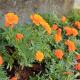 Sarah Yane Dias Mira